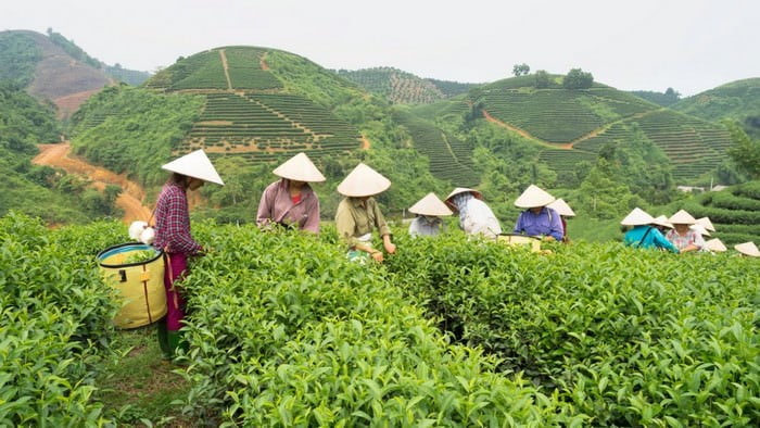 Tea-producing-countries-in-the-world