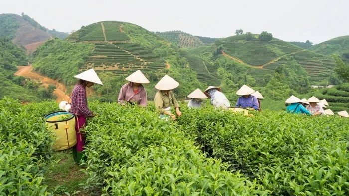 Tea-producing-countries-in-the-world